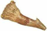 Fossil Sawfish (Onchopristis) Rostral Barb - Morocco #322876-1